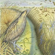 Bittern in the Reeds