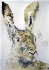 Head of a Hare