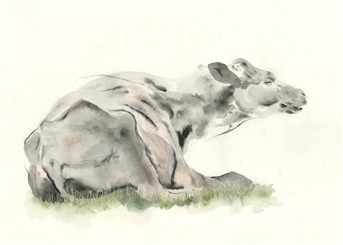Reclining Cow