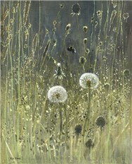 Dandelions and Grasses